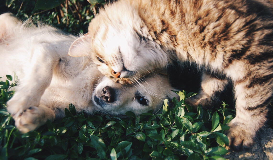 pet-food kočka a pes