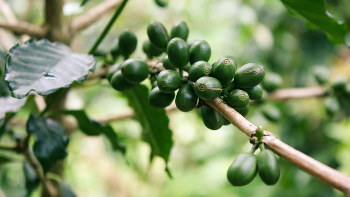 Zelená káva rostlina